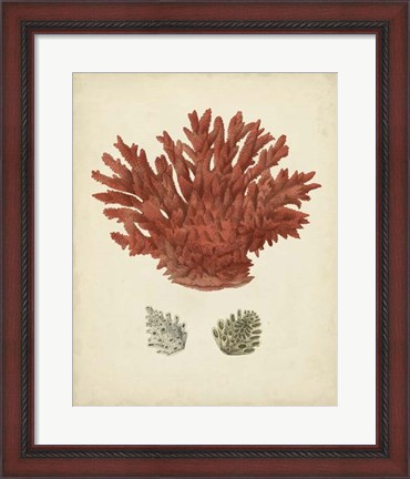 Framed Antique Red Coral III Print