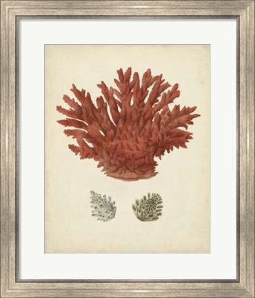 Framed Antique Red Coral III Print