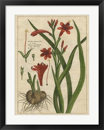Framed Botanical Study on Linen II Print