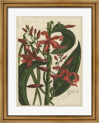 Framed Botanical Study on Linen III Print