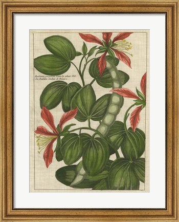 Framed Botanical Study on Linen VI Print