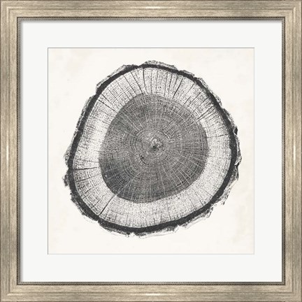 Framed Tree Ring II Print