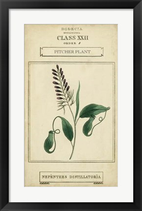 Framed Linnaean Botany II Print