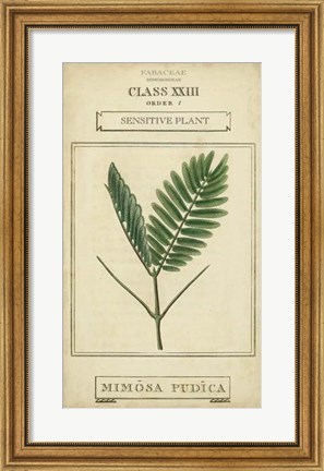 Framed Linnaean Botany IV Print