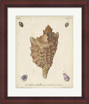 Framed Antique Knorr Shells VI Print