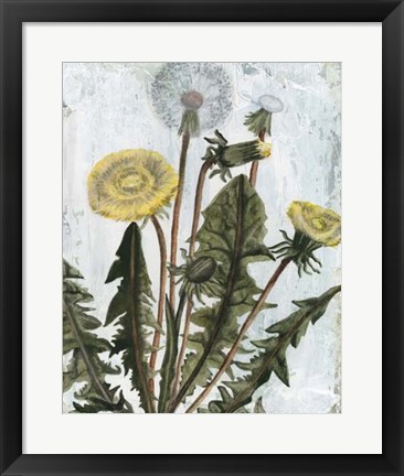 Framed Dandelion Patina II Print