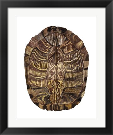 Framed Tortoise Shell Detail I Print