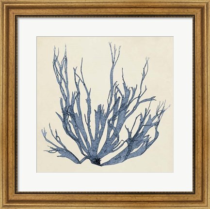Framed Coastal Seaweed I Print