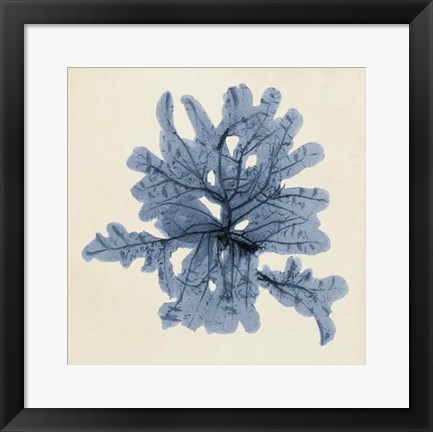 Framed Coastal Seaweed IV Print