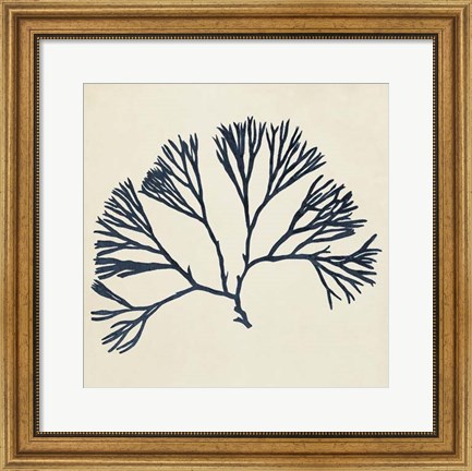 Framed Coastal Seaweed VI Print