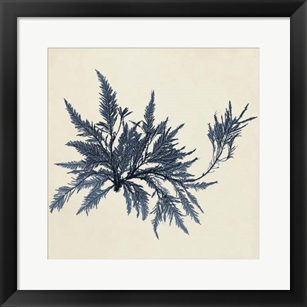 Framed Coastal Seaweed VII Print