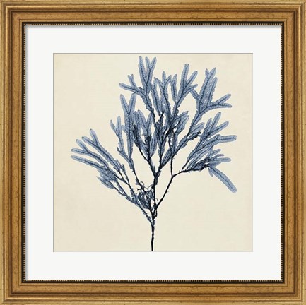 Framed Coastal Seaweed VIII Print