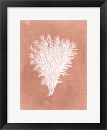 Framed Sealife on Coral II Print