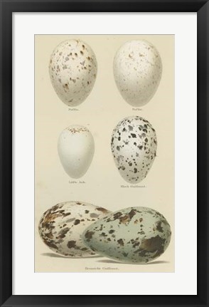 Framed Antique Bird Egg Study II Print