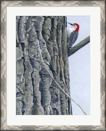 Framed Red Bellied Woodpecker II Print