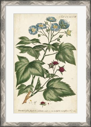 Framed Chambray Botanical I Print