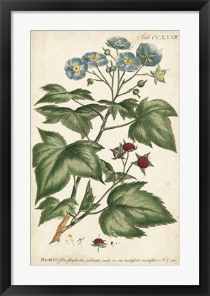 Framed Chambray Botanical I Print