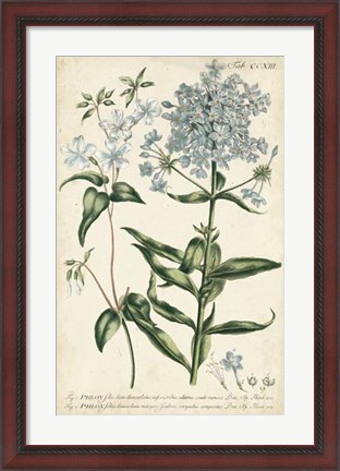 Framed Chambray Botanical II Print