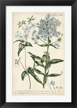 Framed Chambray Botanical II Print