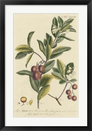 Framed Miller Foliage &amp; Fruit I Print
