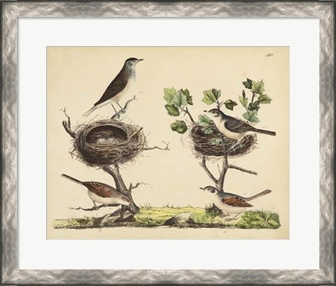 Framed Wrens, Warblers &amp; Nests I Print