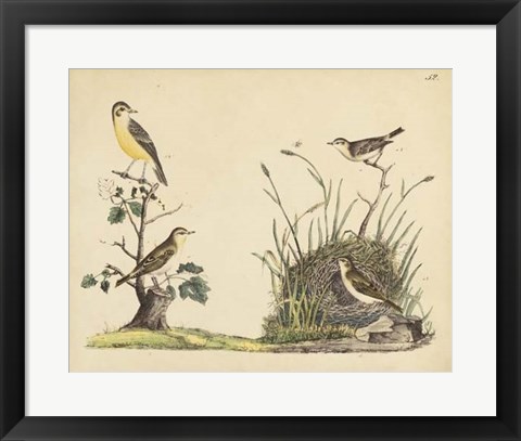 Framed Wrens, Warblers &amp; Nests II Print