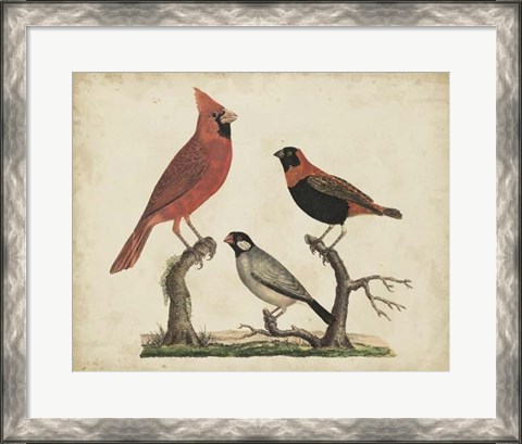 Framed Cardinal &amp; Grosbeak Print