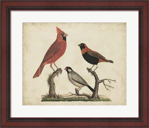 Framed Cardinal &amp; Grosbeak Print