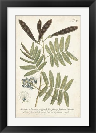 Framed Miller Ferns I Print