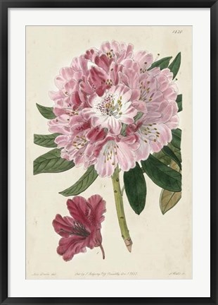 Framed Imperial Floral III Print