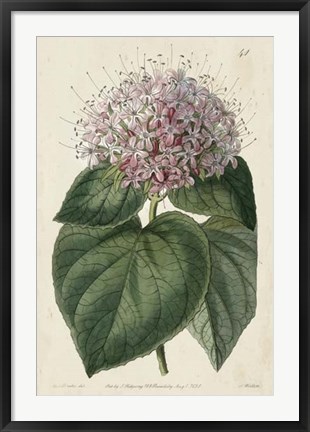 Framed Imperial Floral IV Print