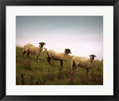 Framed Wooly Friends I Print