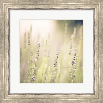 Framed Lavender Fields Print