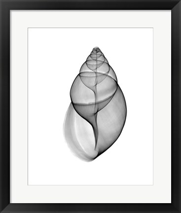 Framed Achatina Jpn Land Snail  X-Ray Print