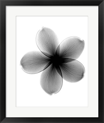 Framed Plumeria X-Ray Print