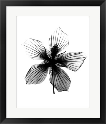 Framed Hibiscus, Texas Star X-Ray Print