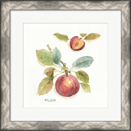 Framed Orchard Bloom IV Print