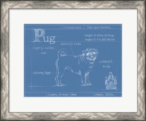 Framed Blueprint Pug Print