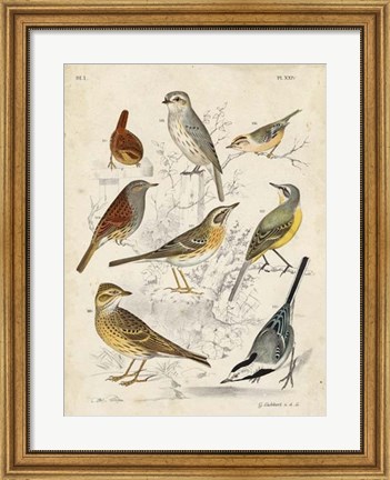Framed Gathering of Birds I Print