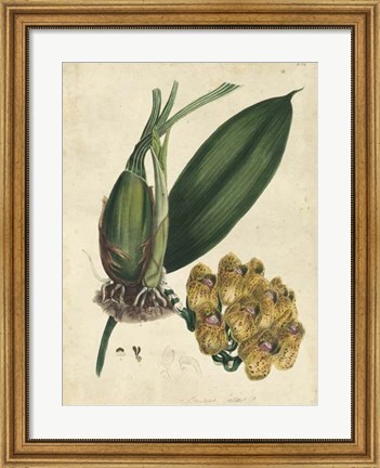 Framed Sophisticated Orchid I Print