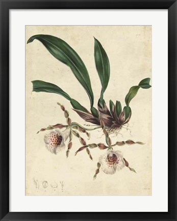 Framed Sophisticated Orchid II Print