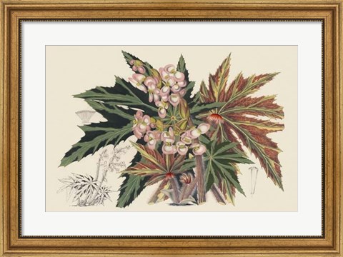Framed Begonia Varieties I Print
