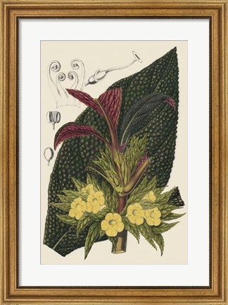 Framed Begonia Varieties II Print