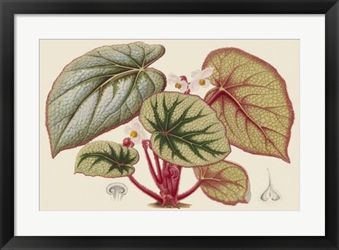 Framed Begonia Varieties IV Print