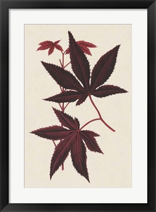 Framed Japanese Maple Leaves I Print