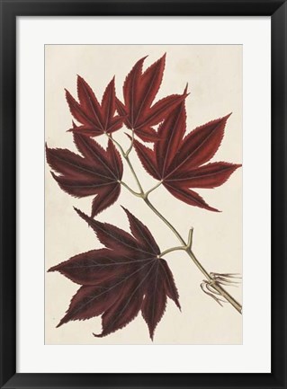 Framed Japanese Maple Leaves III Print