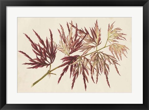 Framed Japanese Maple Leaves V Print