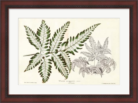 Framed Fern Leaf Foliage II Print