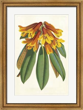 Framed Tropical Rhododendron II Print
