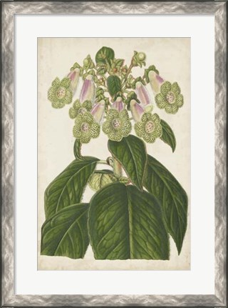 Framed Foxglove Botanical Print